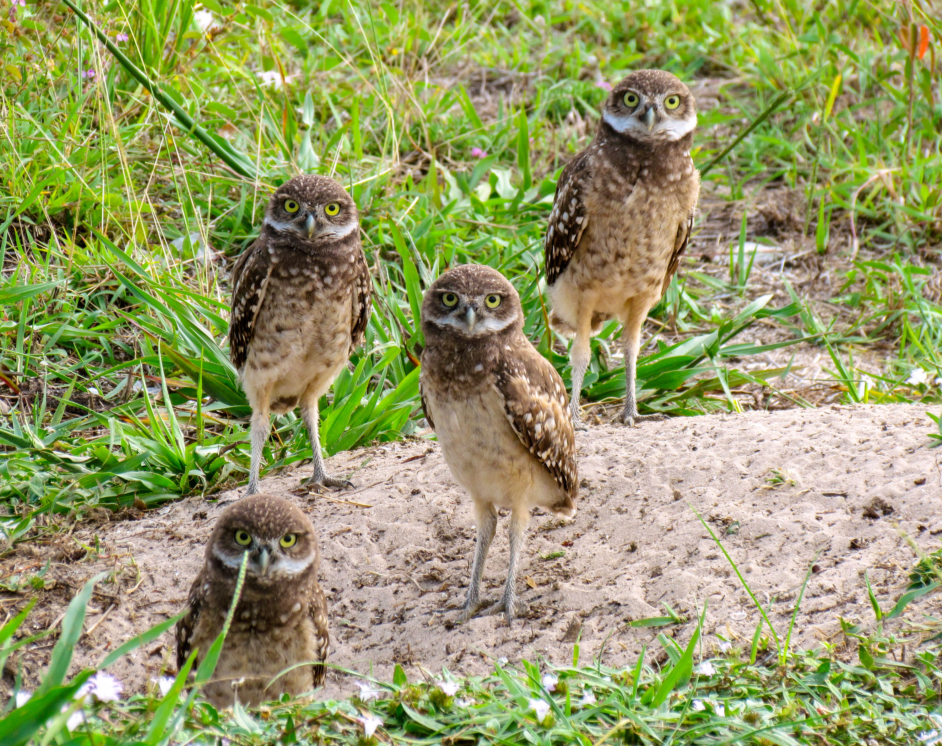海滨绿洲带加热泳池和皮划艇-奢华的幸福