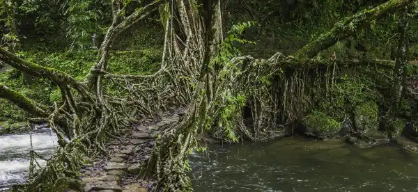 Kæledyr tilladt-hoteller i Meghalaya, Indien