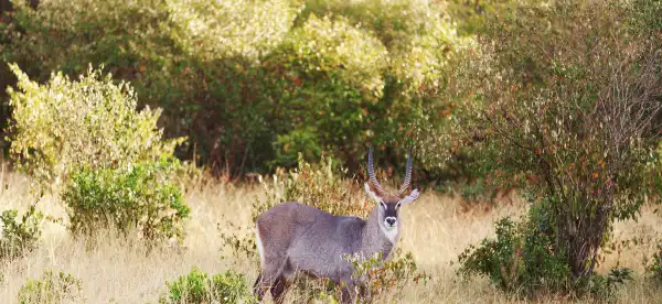 Hotels mit Frühstück in Nakuru County, Kenia