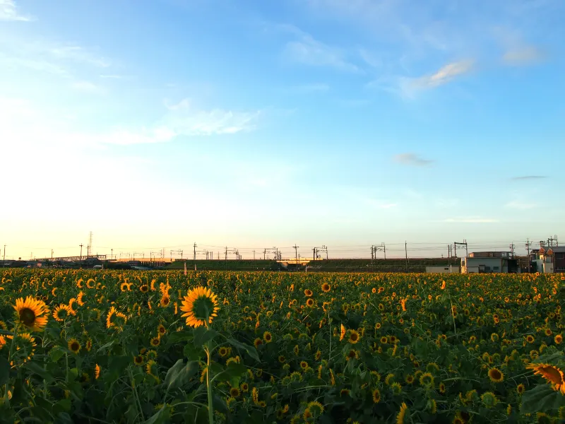 広島市