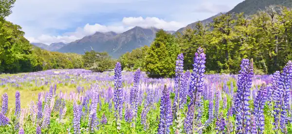 Hotel Dengan sarapan di Southland, Selandia Baru