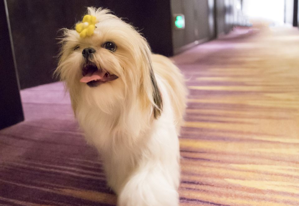 宠物乐享双床房