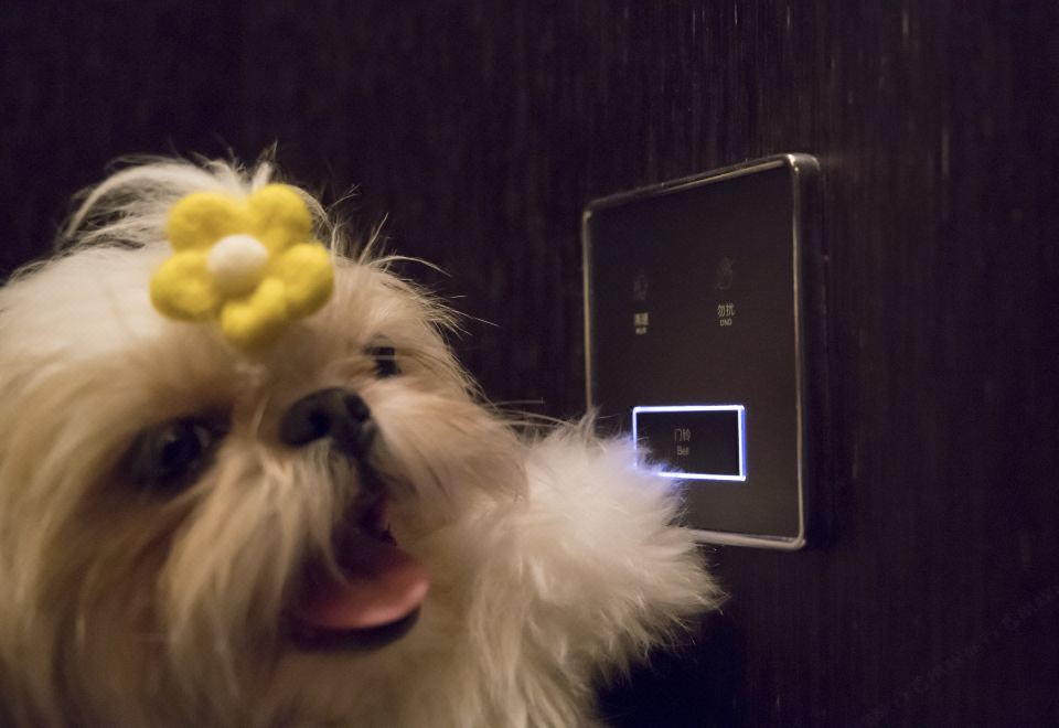 宠物乐享大床房（超大圆形浴缸）