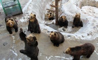 a group of brown bears in a snow - covered enclosure , with some of them laying down and others standing on the ground at Noboribetsu Grand Hotel
