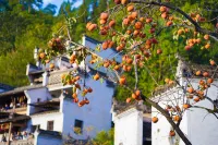Yishan Jumeisu, Wuyuan, Wuling Hoteles en 