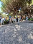 Horse Country Resort Congress & Spa - Hotel Ribot Hotel a 
