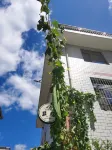 老成庭民宿 のホテル