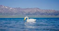 Selim Lake Spruce Resort