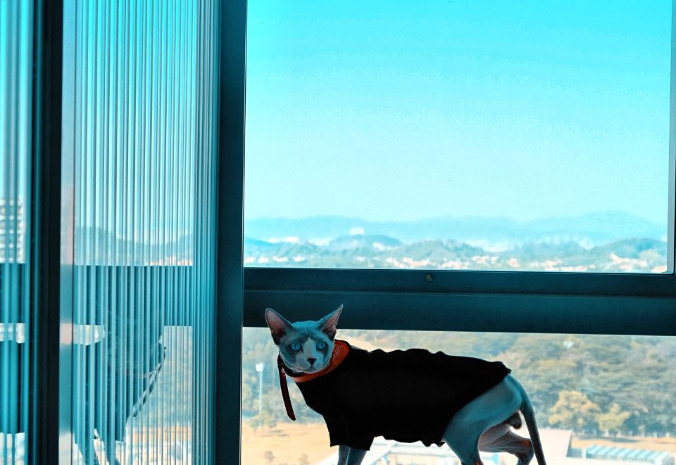 宠物乐享大床房（超大圆形浴缸）