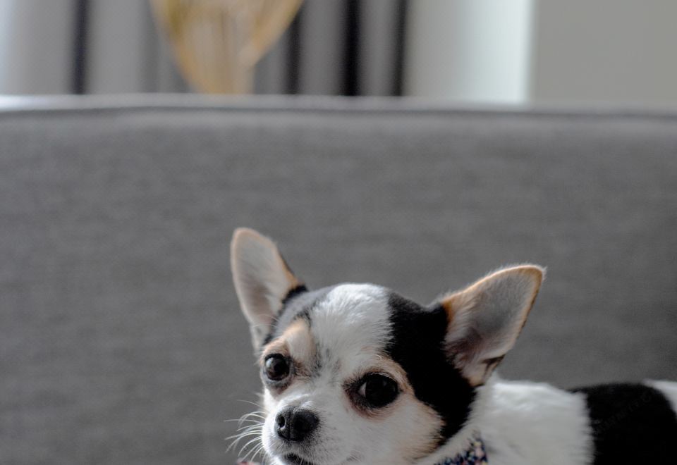 柏薇雙臥汪星社