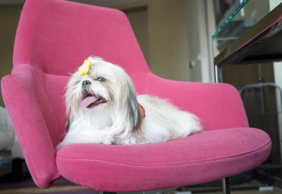 宠物乐享大床房（超大圆形浴缸）