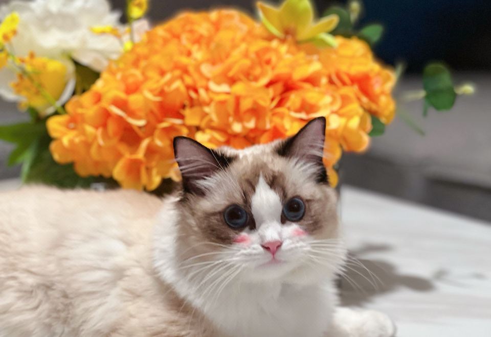 柏薇雙臥萌寵房|主題布置