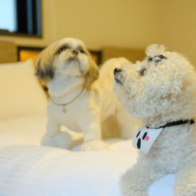 Dog Friendly Deluxe Twin Room (1 Dog Limited)