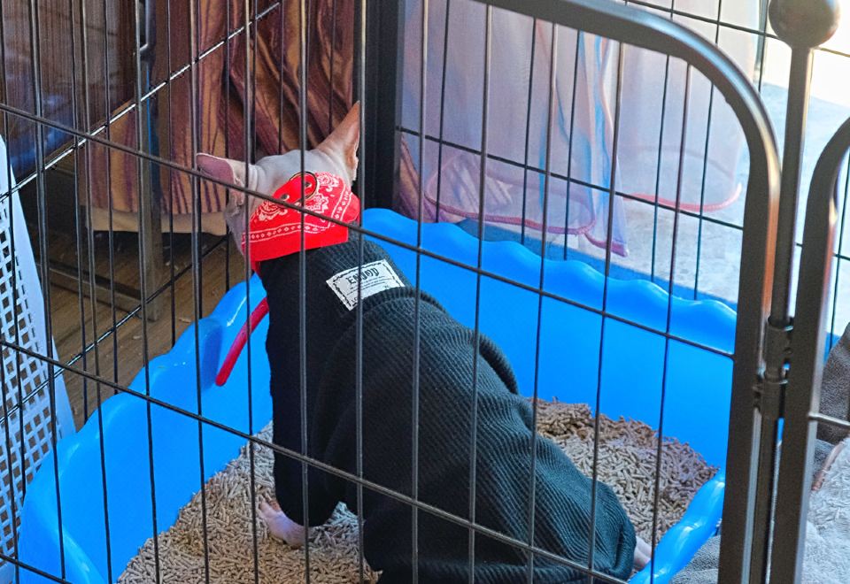 宠物乐享大床房（超大圆形浴缸）