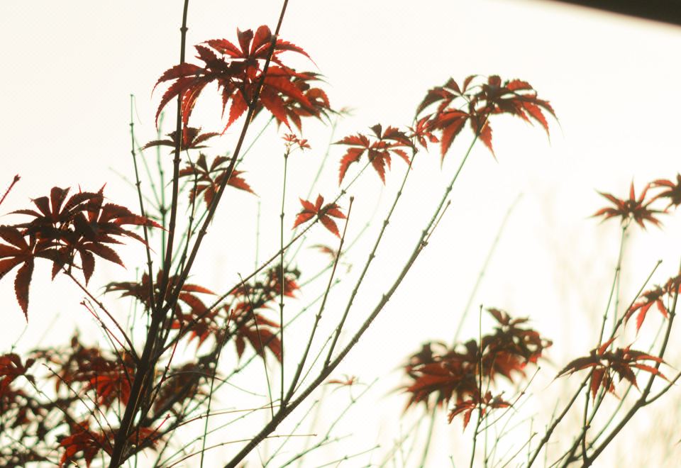 园景五居庭院房