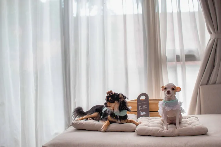 ห้องดีลักซ์เตียงใหญ่หนึ่งห้องนอนสามารถนำสัตว์เลี้ยงเข้าพักได้