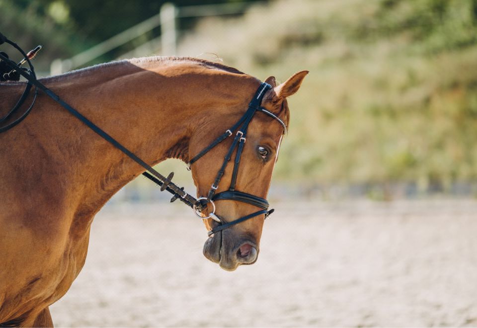 凱悅馬場景觀雙床房