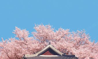a traditional chinese building with a blue roof and pink cherry blossom trees in front of it at Lahan Hotel Jeonju