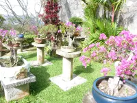 The Golden Frog Inn Hotels in 