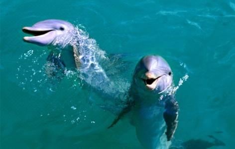 四卧室联排别墅-3