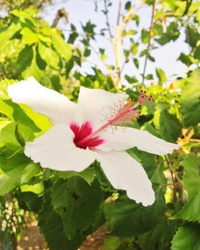 Seaside Studios Arkasa Karpathos Studio with Sea View