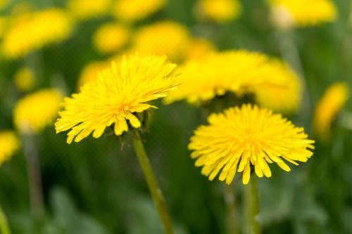 高级三卧室公寓