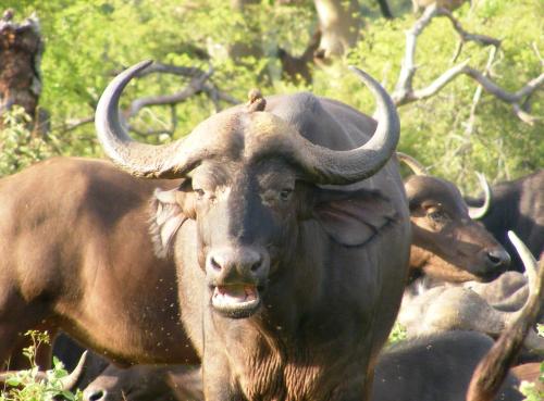 别墅（带独立泳池）