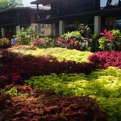 Standard Room, 1 Bedroom, Non Smoking, Garden View Return to Paradise Resort and Spa Promo Code