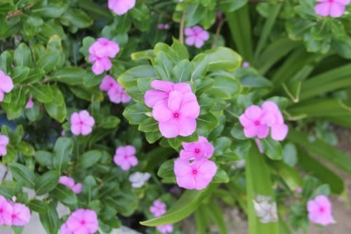 四卧室别墅-海滨