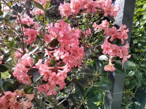 Ashcroft Gardens Bed & Breakfast Double Room with Garden View