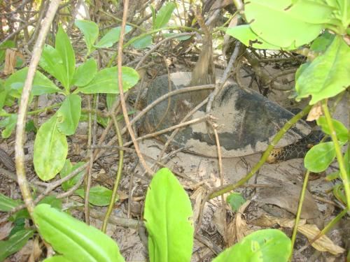 四卧室别墅-海滨