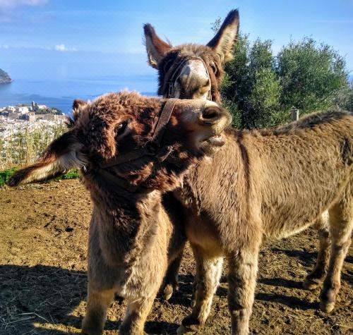 海景豪华双人房