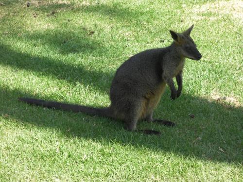 四卧室联排别墅-3