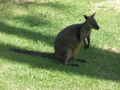 四卧室联排别墅-3