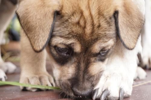 Chalés Tucano Praia da Pipa - Natureza, Conforto, Tranquilidade Holiday Home