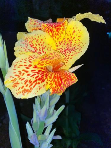 高级双人或双床房