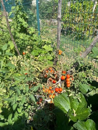 Gorica Hill ApartmentOne-Bedroom Apartment