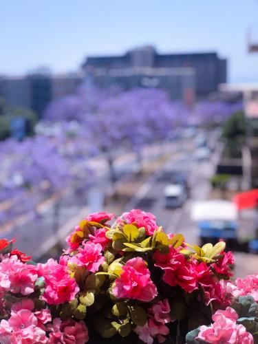 豪华双人或双床房