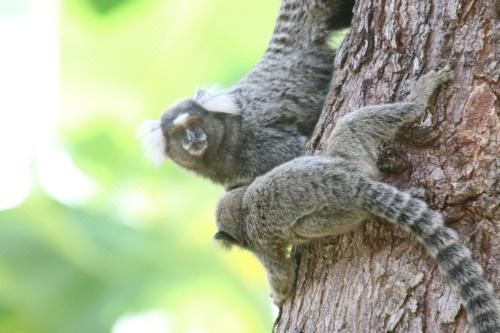 享有游泳池景致的一室公寓