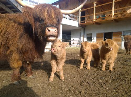 一卧室公寓（带阳台）