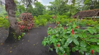 Glowing view tree house and Bangalow Hotels in 