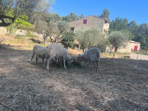 大床间 - 带spa浴缸