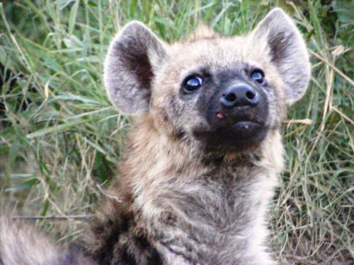 别墅（带独立泳池）