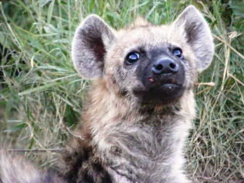 Buster's River Lodge Villa With Private Pool