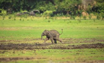 Viveka Inn Guest and Yala Safari