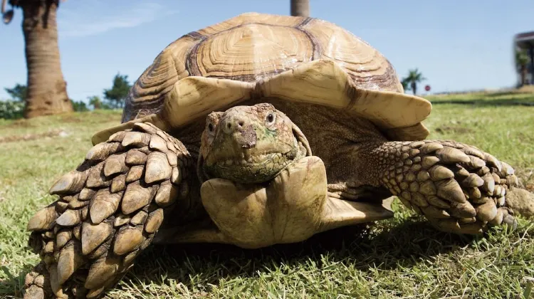 龍宮城スパホテル三日月 食事・レストラン