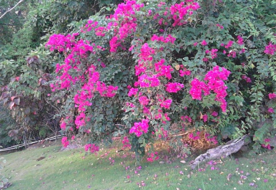 Hotel Sea Symphony Villa, Exterior, Garden