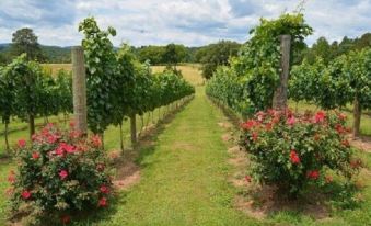 a vineyard with rows of grapevines and flowers , leading to a path lined by wooden posts at Woodville Bed and Breakfast