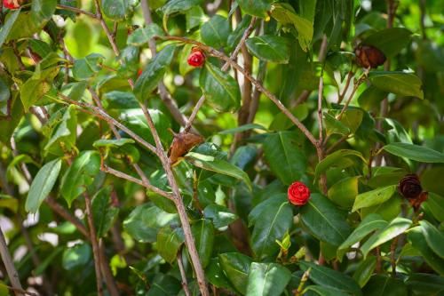 一卧室公寓 - 带露台