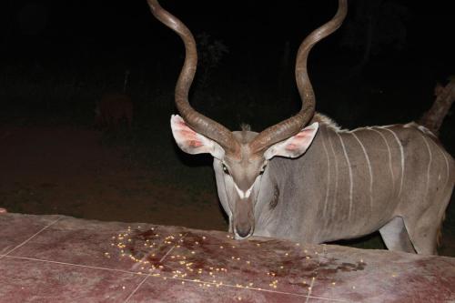 别墅（带独立泳池）